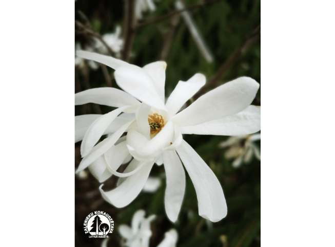 Magnolia stellata   'Royal Star'